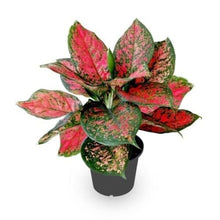 Aglaonema Plant