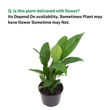 Peace Lily Plant