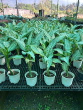 Aglaonema Plant