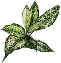 Aglaonema Plant with 4 Pots Set