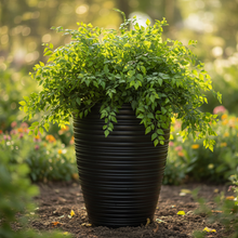 Roto Dove White Square Plant