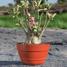 Bowl Pot – Classic Terracotta-Style Planter