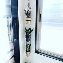 Alocasia Dragon Plant with Cone Pot & Hanging Cone Chain Combo – Premium Indoor Decorative Plant Set