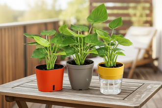 Alocasia Coculata Live Plant with 3 Designer Pots Combo (Set of 4)