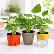 Alocasia Coculata Live Plant with 3 Designer Pots Combo (Set of 4)