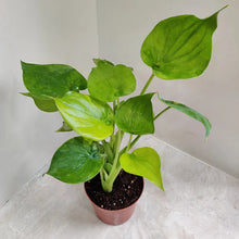 Alocasia Coculata Live Plant with 3 Designer Pots Combo (Set of 4)