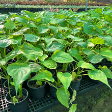 Alocasia Coculata Live Plant with 3 Designer Pots Combo (Set of 4)