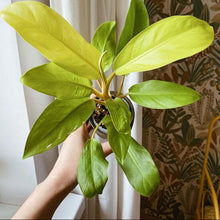 Philodendron Ceylon Golden Plant