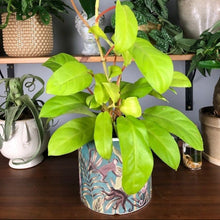 Philodendron Ceylon Golden Plant