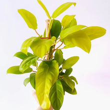 Decorative Lobello Cone Painted Pots – Set of 3 with Philodendron Ceylon Golden Indoor Plant