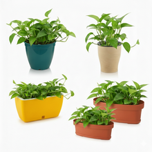 Money Plant Golden Combo with Eco, Cone, Recta Self-Watering & Oval Pots (4 Pots)