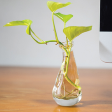 Money Plant Golden