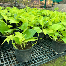 Money Plant Golden