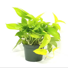 Cavender Clear Recta Pot (Set of 3) with Golden Money Plant