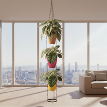 Alocasia Dragon Plant with Cone Pot & Hanging Cone Chain Combo – Premium Indoor Decorative Plant Set