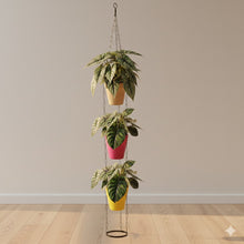 Alocasia Dragon Plant with Cone Pot & Hanging Cone Chain Combo – Premium Indoor Decorative Plant Set