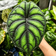 Alocasia Dragon Plant with Cone Pot & Hanging Cone Chain Combo – Premium Indoor Decorative Plant Set