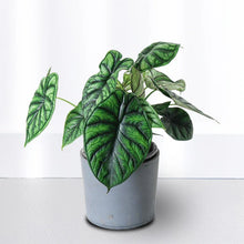Alocasia Dragon Plant with Cone Pot & Hanging Cone Chain Combo – Premium Indoor Decorative Plant Set
