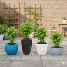 Red Machira Live Plant with 4 Designer Pots Combo (Set of 5)