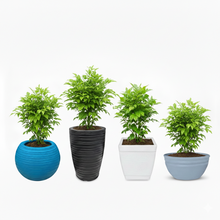 Red Machira Live Plant with 4 Designer Pots Combo (Set of 5)