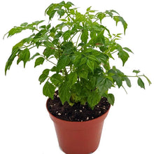 Red Machira Plant