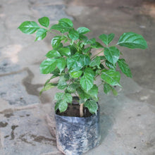 Red Machira Plant