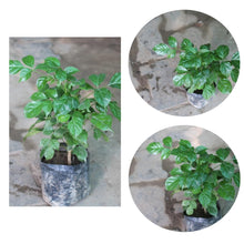 Red Machira Plant