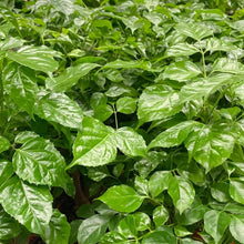 Red Machira Plant