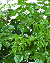 Red Machira Plant