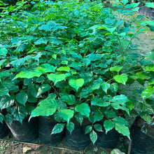 Red Machira Plant