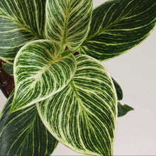 Philodendron Birkin Plant