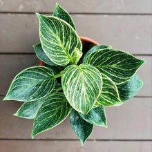 Philodendron Birkin Plant
