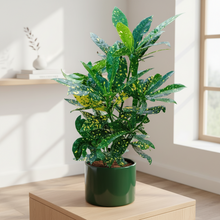 Croton Plant
