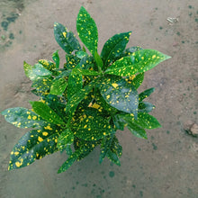 Croton Plant
