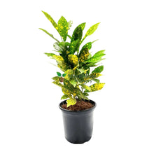 Croton Plant