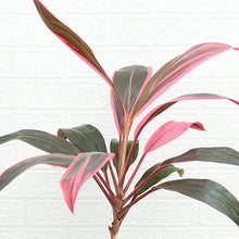 Deshina Plant