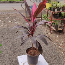 Deshina Plant