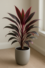Deshina Plant