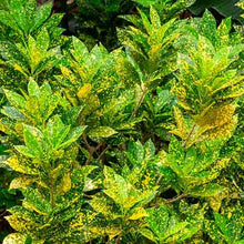 Croton Plant