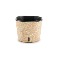 Peace Lily Plant + 4 Designer Pots | Roto Dove White, Eco, Cone Painted & Cube Painted
