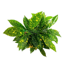 Croton Plant