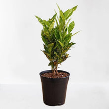 Roto Dove White Square Plant