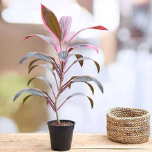 Deshina Plant