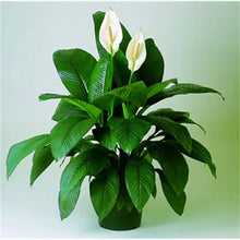 Peace Lily Plant + 4 Designer Pots | Roto Dove White, Eco, Cone Painted & Cube Painted