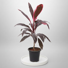 Deshina Plant