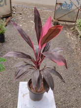 Deshina Plant